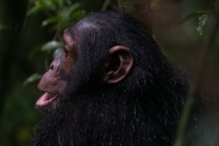 2 days Chimpanzee Tracking and Canopy Walk Nyungwe