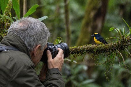 Mindo Birding: Andes to Cloud Forest in 2 Days