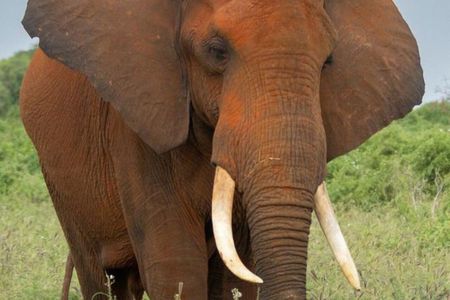 3-Day Tsavo East and Ngutuni Sanctuary Safari.