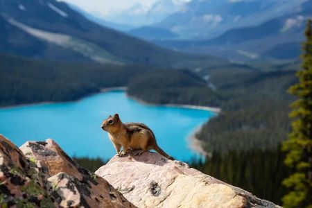 Moraine, Lake Louise & Peyto Lake– Premium Tour(Best Seller)