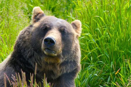 SUNSET Wilderness, Wildlife, Glacier & Nature-Free Photo Lessons