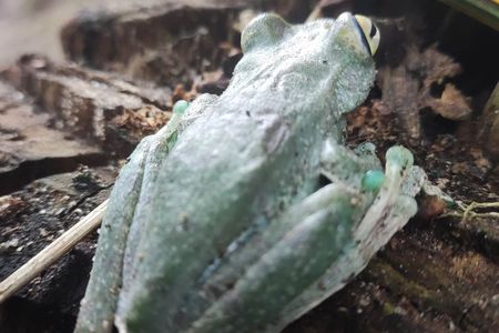 Private Hike through the Waterfalls of the Mindo Cloud Forest