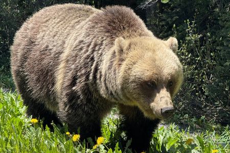 Explore Kootenay National Park Day Guided Tour Radium Hot Springs