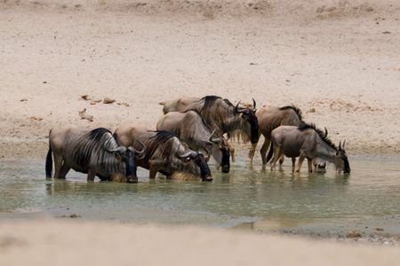 5-Day Tanzania Safari and Scenic Tour