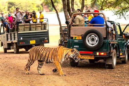 4-Day Taj Mahal Sunrise & Ranthambore Tour with 3 Safaris