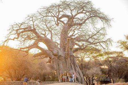 One Day Trip to Tarangire National Park the Home of Big 4