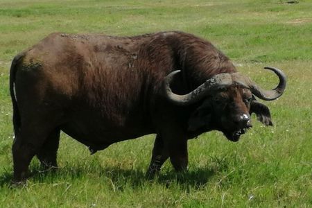 3 Days Tsavo East & West Safari.