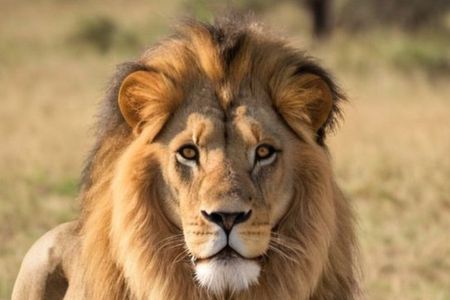 4 Day Private Garden Route Safari from Cape Town