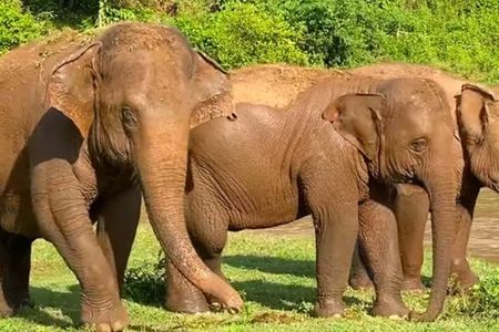 Garden Route and Addo National Park 4 Day Safari