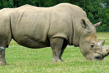 Tala Game Reserve, Natal Park and Phezulu Safari from Durban