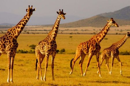 Tala Game Reserve, Natal Park and Phezulu Safari From Durban