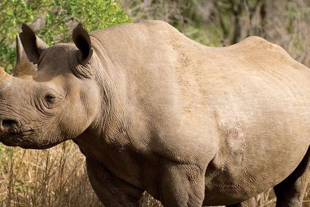 Tala Game Reserve and Natal Park Safari from Durban