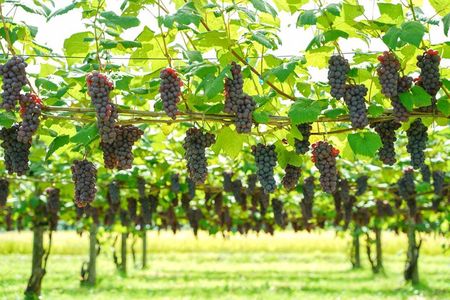 Family Vineyard Tour with Juice Tasting and Pairings