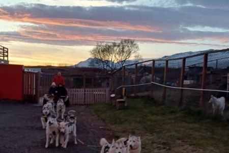 Dog cart-ride in Akureyri