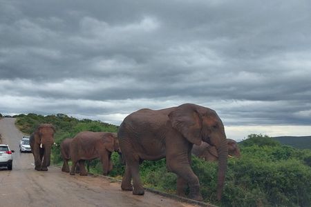 7 Days Garden Route Private Tour - Durban To Cape Town