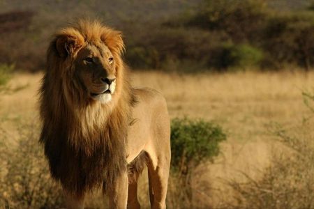 3 Day Garden Route & Botlierskop Game Safari From Cape Town