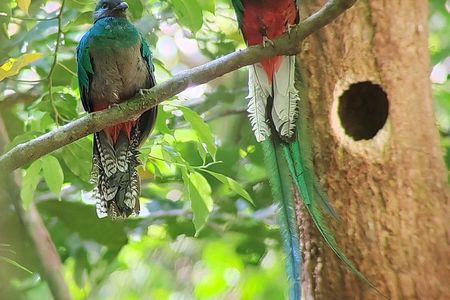 Monteverde Cloud Forest Wildlife Tour with a Local Naturalist