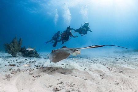 Key Largo 2-Tank Boat Dive for Certified Divers
