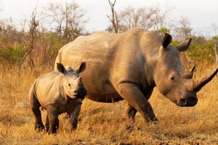 Half Day Tala Game Reserve and Phezulu Park from Durban Tour