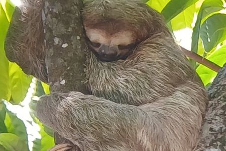 Unforgettable guided tour of Manuel Antonio National Park