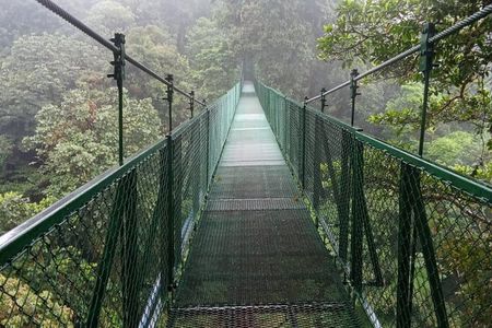 Monteverde treetops Cloud Forest Birdwatching tour