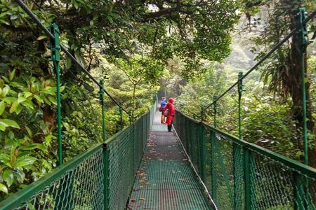 Monteverde Hanging Bridges Tour with Naturalist Guide