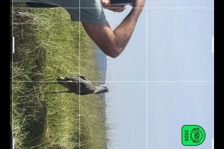 Mabamba swamp shoebill birdWatching Lake Victoria