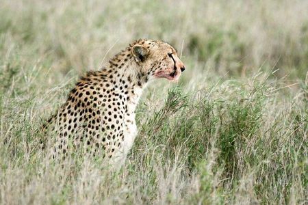 3-Day Serengeti NP & Ngorongoro Safari (Fly in Zanzibar/Dar)