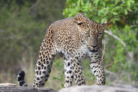 Yala National Park Full Day Wildlife Jeep Safari