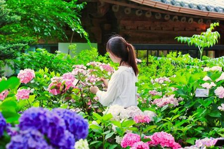 Nami Island & Alpaca Garden & Garden of Morning Calm