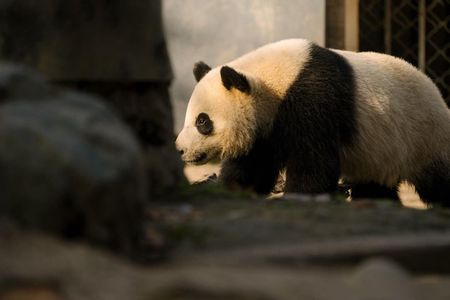 Chengdu Layover Private Panda Tour with Airport Transfer