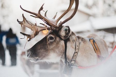 Snowmobile Safari with Reindeer Feeding and Sleigh Ride in Levi