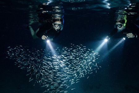 Night Snorkeling at Blue Heron Bridge – Guided Group Experience