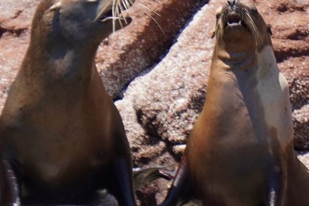 Most Popular Tour in La Paz Isla Espíritu Santo and Sea Lions