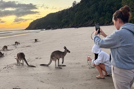 Airlie Beach: Wild Kangaroos on the Beach at Sunrise Eco Tour