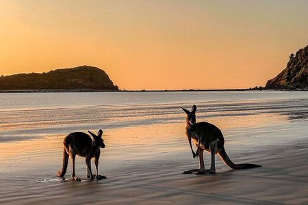 Airlie Beach: Wild Kangaroos on the Beach at Sunrise Eco Tour