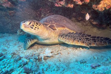 Certified Diver 2 Tank Shallow Reef Dives Off Wai'anae