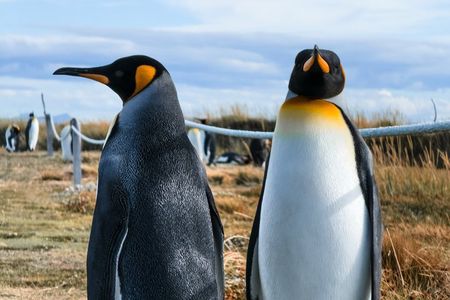 Penguin King and Navigating the Strait of Magellan
