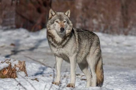 Banff: Sunrise Magic, Iconic Lakes & Wildlife Experience