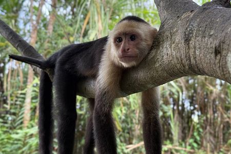 Manuel Antonio: Mangrove Boat Experience