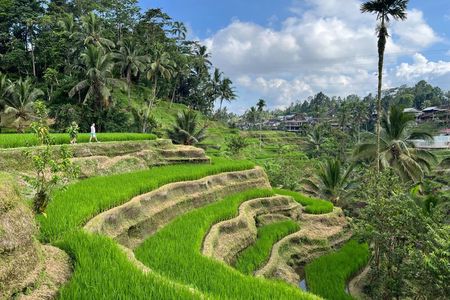 Ubud: Temple, Monkey Forest, Rice Terrace and More Include Ticket