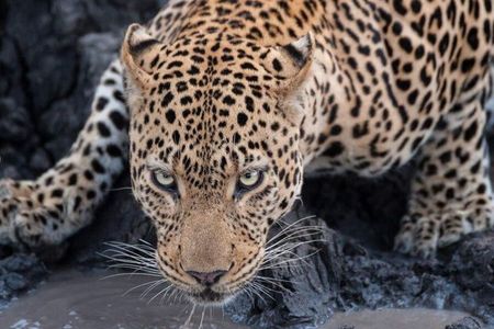 Tarangire National Park Full-Day Safari Experience (Fly in)