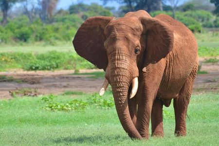 Tsavo East National Park: 2-Day Voi Safari Lodge Adventure.