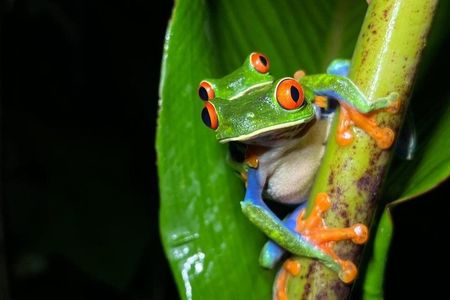 Private Night Tour: Frogs and Reptiles in Wildlife Reserve