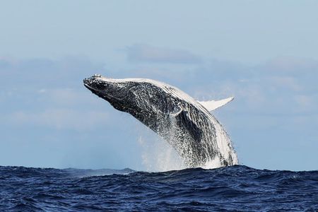 Whale-Watching Boat Cruise in Hermanus with Wine Tasting