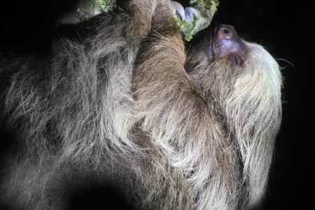Monteverde Tropical Forest night tour