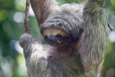 Private Sloth Encounter Waterfall And river safari Tour