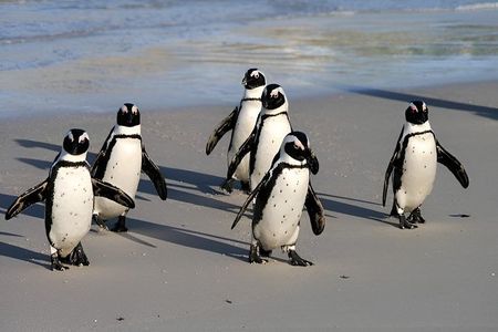 Private Tour: Cape Peninsula & Penguin Beach, Cape Point & more