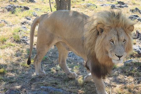 Half-Day Lion Park Safari from Johannesburg