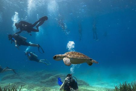 Scuba Diving For Beginners 2 Dives